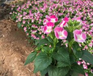 不同種類(lèi)花卉對(duì)肥料的需求有哪些差異？