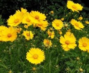 宿根花卉品種特色有哪些？