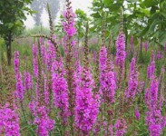 花卉苗木養(yǎng)護(hù)管理主要有幾方面？