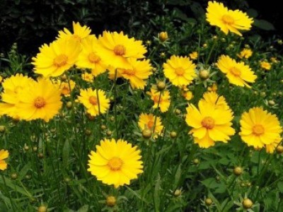 宿根花卉品種特色有哪些？