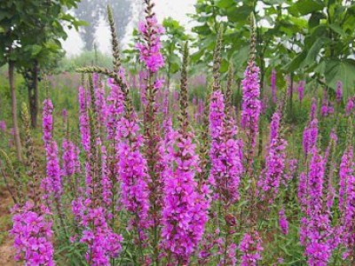 花卉苗木養(yǎng)護管理主要有幾方面？